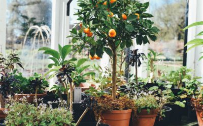 Broeikassen: een warme en droge plek voor je planten