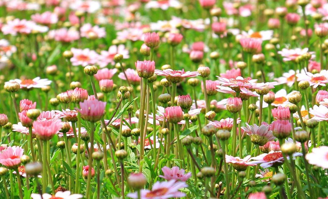 3 tips om je tuin op te fleuren
