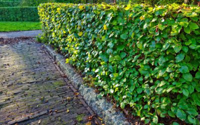 Help, welke hagen voor een kindvriendelijke tuin?